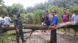 Hujan Deras Disertai Angin Kencang Robohkan Banyak Pohon di Kalurahan Sumberejo